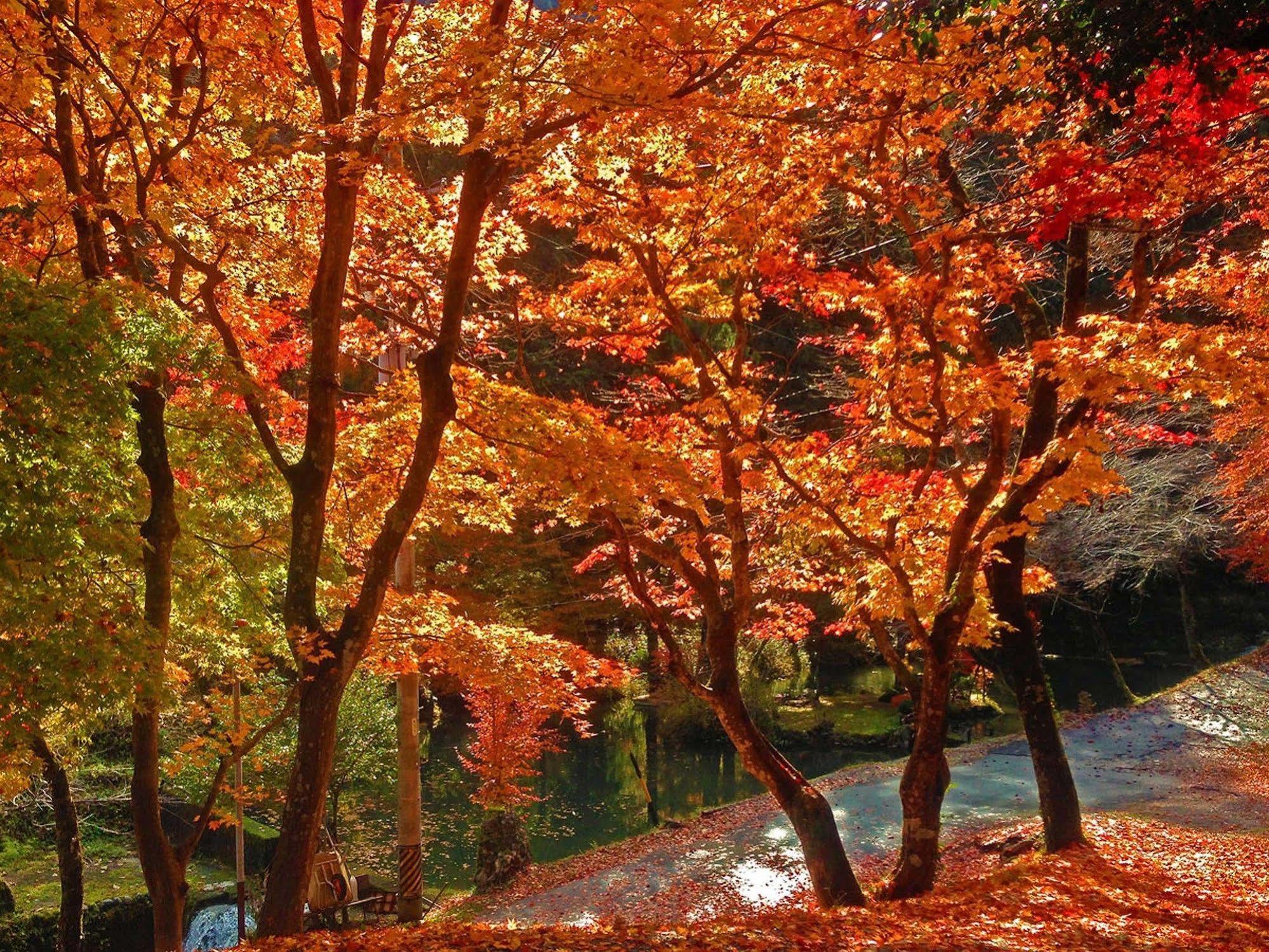Ryoriryokan Kinshokan 郡上市 エクステリア 写真